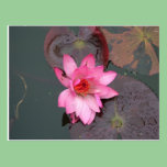 Pink Waterlily postcards
