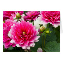 Pink & White Dahlia Card