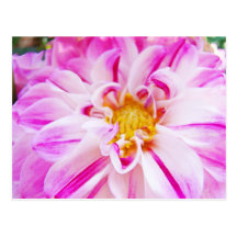 Pink White Dahlia Flower postcards Floral Garden