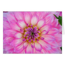 Pink & White Dahlia Greeting Cards