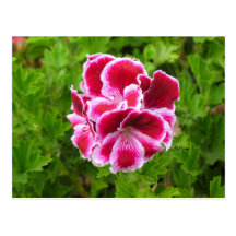 pink white flower post cards