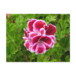 pink white flower postcards