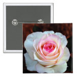 Pink & White Rose