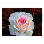 Pink & White Rose Greeting Cards