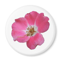 pink wild rose refrigerator magnets