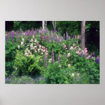 Pink Wildflower garden flowers Poster