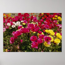 Pink Wildflowers in bloom flowers Posters