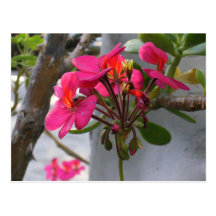Pink Wildflowers Post Card