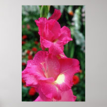 Pink Wind Song Gladiolus flowers Print