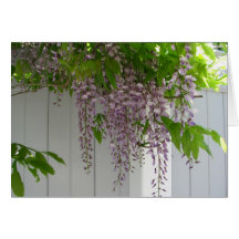 Pink Wisteria ~ card