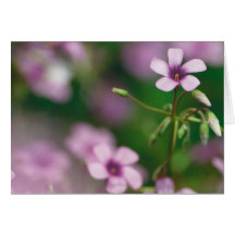 Pink Wood Sorrel Greeting Card