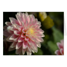 Pink & Yellow Dahlia Card
