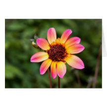 Pink & Yellow Dahlia Card