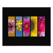 Pink & Yellow Macro Flowers landscape Photo