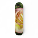 Pink Yellow Rose Close Up Wallpaper skateboards