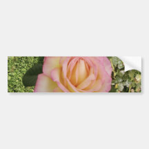 Pink Yellow Rose Macro Bumper Stickers