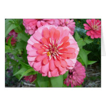 Pink Zinnia Greeting Card