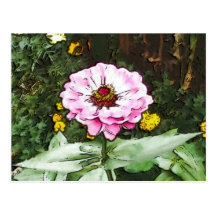Pink Zinnia Post Cards