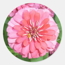 Pink Zinnia Round Stickers