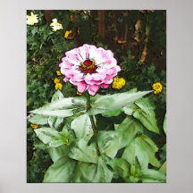 Pink Zinnia Watercolor Print