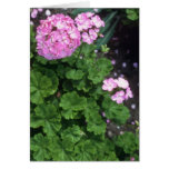 Pink Zonal Geranium (Pelargonium Hortorum) flowers Card