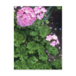 Pink Zonal Geranium (Pelargonium Hortorum) flowers postcards