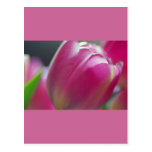 Pinkalicious, tulipes, modèle de carte postale