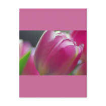 Pinkalicious, Tulips, Postcard Template