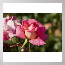 pinkfarbene Rose Posterdruck