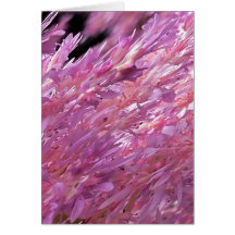 Pinks Greeting Card