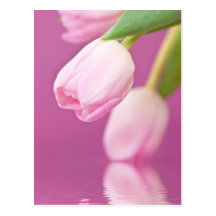 PinkTulips Postcard