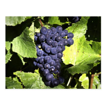 Pinot Noir  Postcard