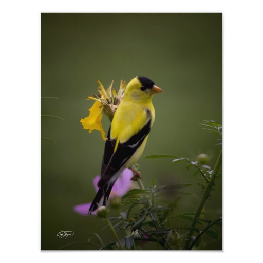 Pinson jaune se reposant en photo de la Géorgie