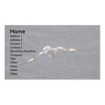 Pintado (Cape) Petrel In Flight Business Card Template