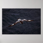 Pintado (Cape) Petrel In Flight Print