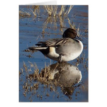 Pintail Duck Card