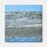 Pintail Flock Fridge Magnets