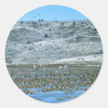 Pintail Flock Sticker