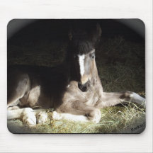 Pinto Foal Mouse Pads