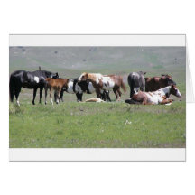 Pinto Herd, South Dakota Card
