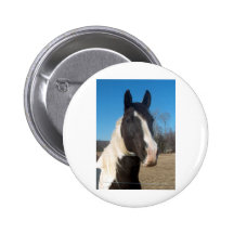 Pinto Horse