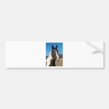 Pinto Horse Bumper Sticker