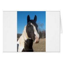 Pinto Horse Greeting Cards