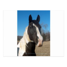 Pinto Horse Postcards