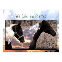 Pinto Horses Postcard