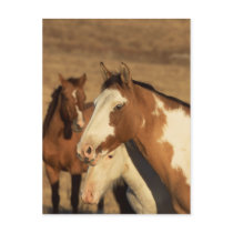 Pinto in Herd Post Cards