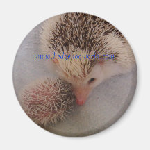 pinto pair magnet