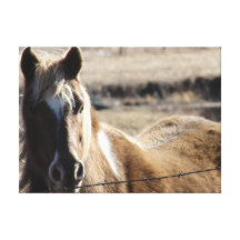 Pinto Pony Canvas Prints