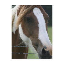Pinto Pony Postcard