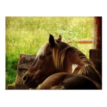 Pinto Pony Postcard